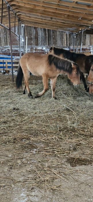 Құнан айгыр бие тай жабагы жабағы айғыр байтал жеребец лошади айгыр