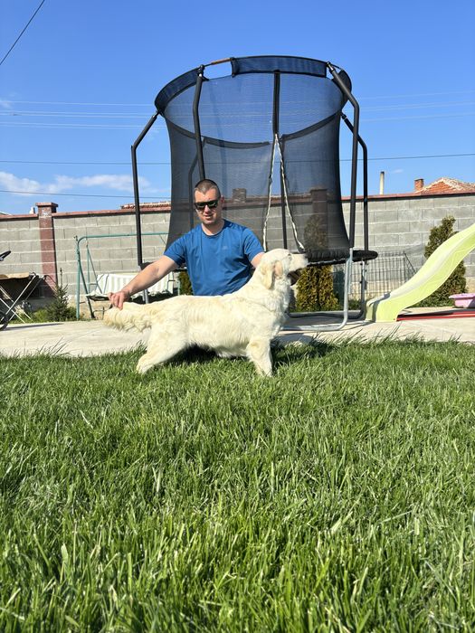 Голдън Ретривър ***FCI***