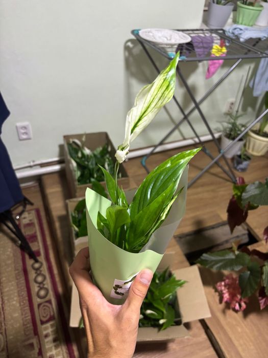 Срочно цветы Женское счастье