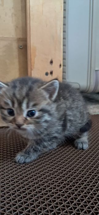 шотландские вислоухие