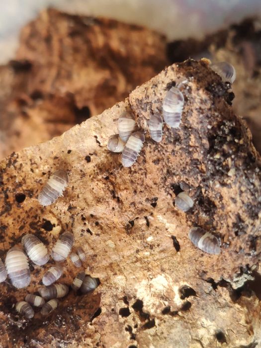 Izopode pentru terarii - Panda King