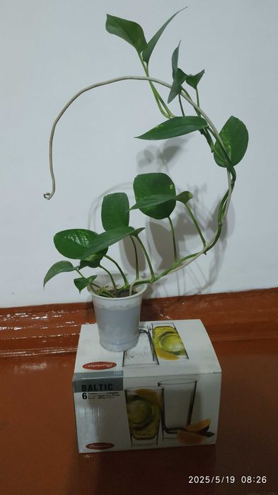 Эпипремнум перистый(золотистый)