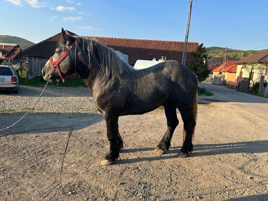 De vânzare sau schimb