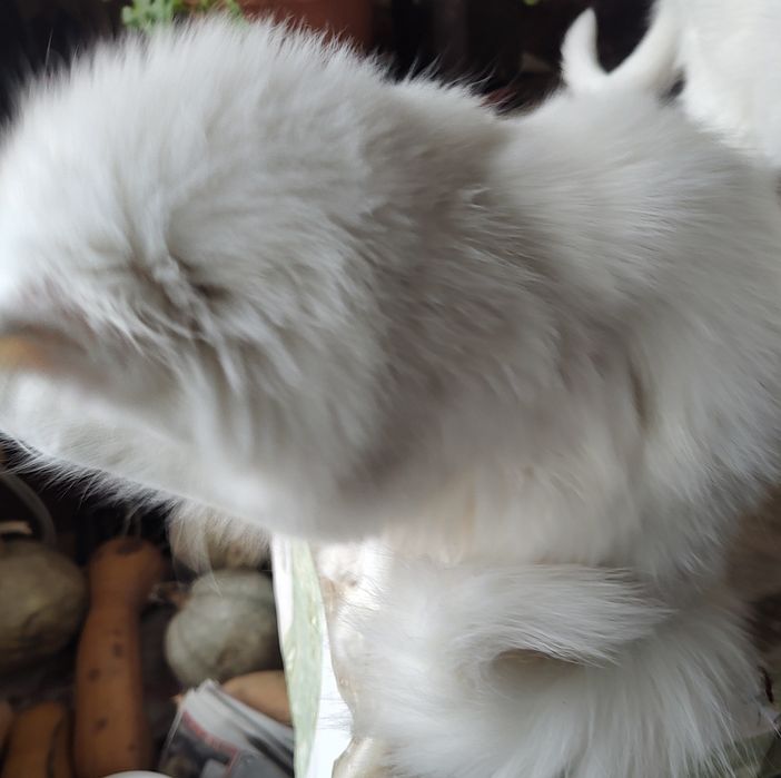 Персийска чинчила, 5 мес, снежно бяла
