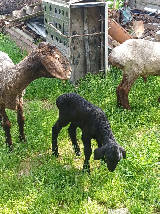 Қозылы қой ана бала