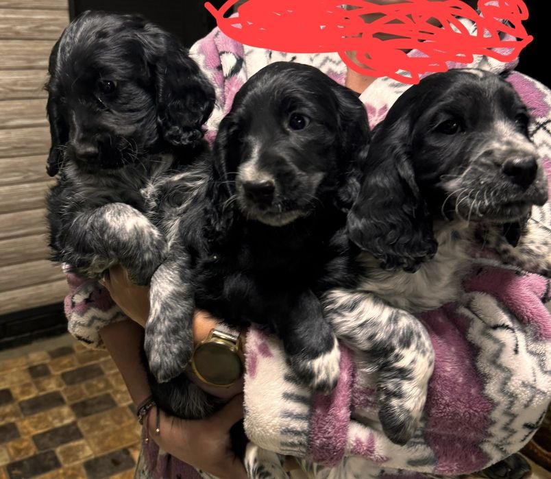 Щенки спаниеля 1 штука осталась , кабель