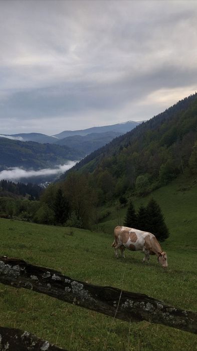 Văcuță de lapte de vânzare