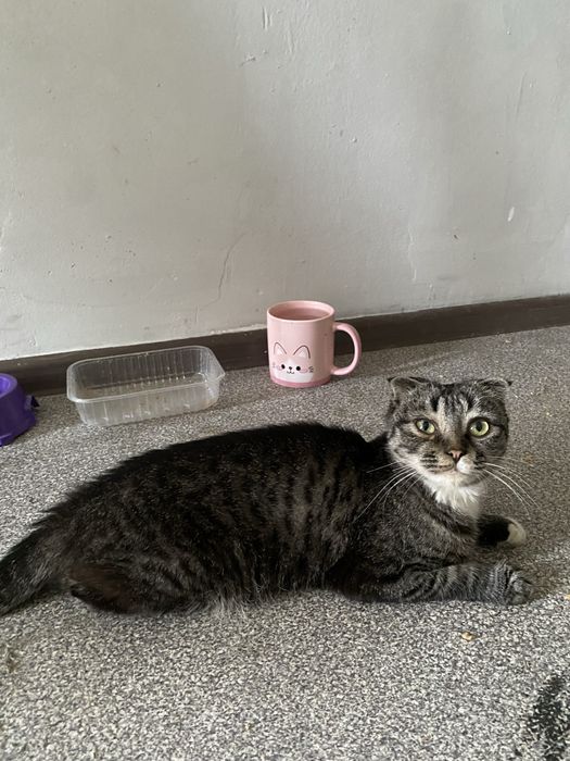 кошку в добрые руки