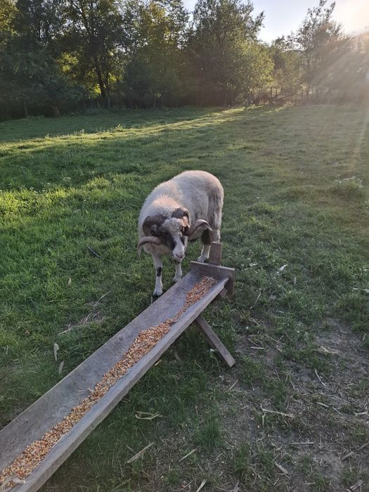 Vând berbec rasa țurcană