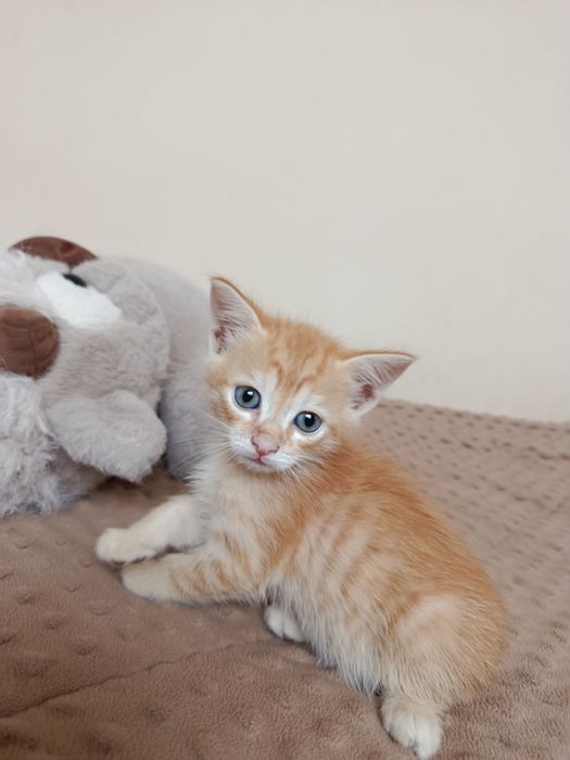 Отдам котят, 1 месяц