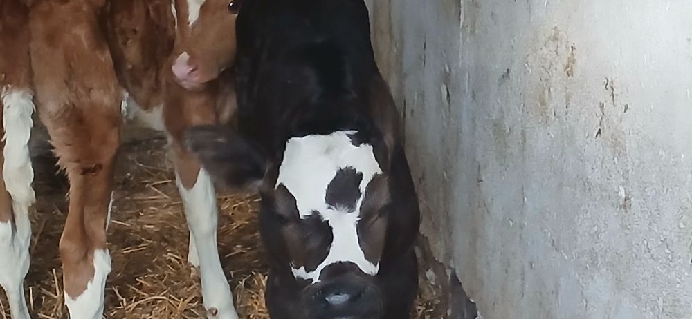 Vitei belgian baltata angus