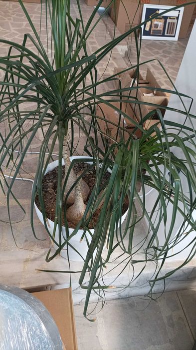 Продавам кактуси, нолина