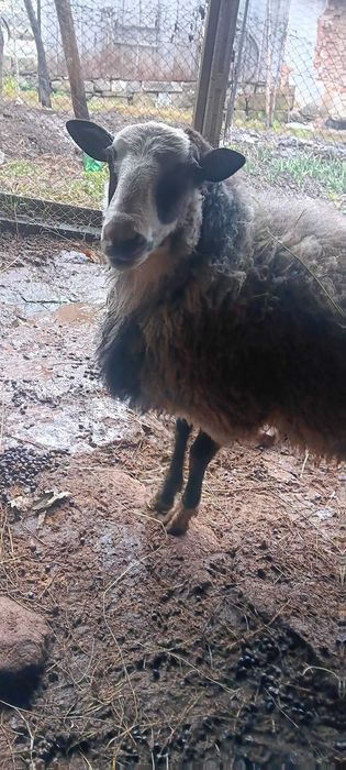 Продавам романовски овен на една година област Ловеч