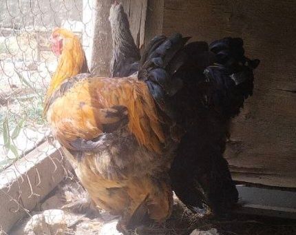 Брама жужалар сотилади гиган