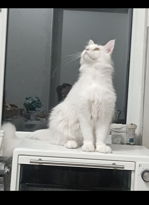 Продам котёнка Мейн Кун