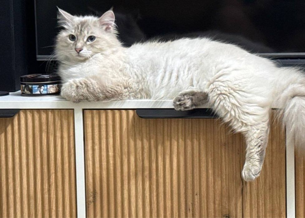 Отдам котика в добрые руки
