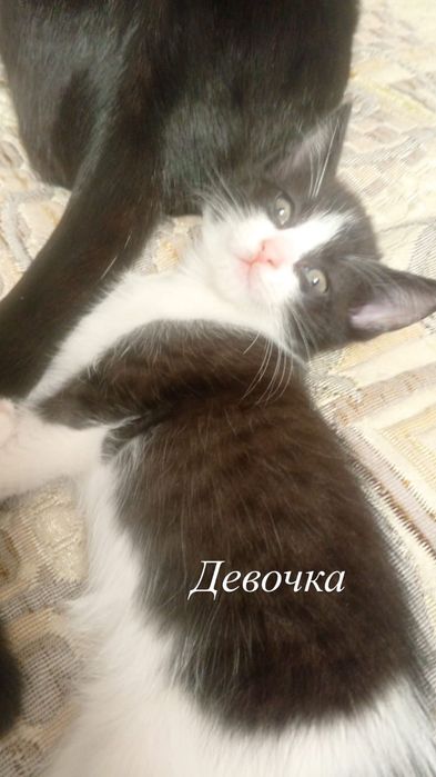 Отдам даром котенка