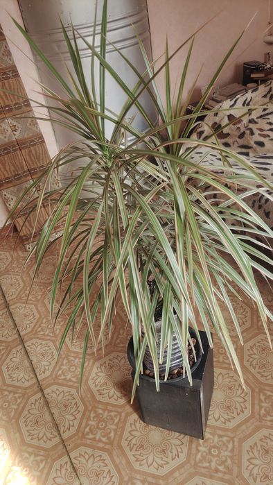 Продам комнатные цветы