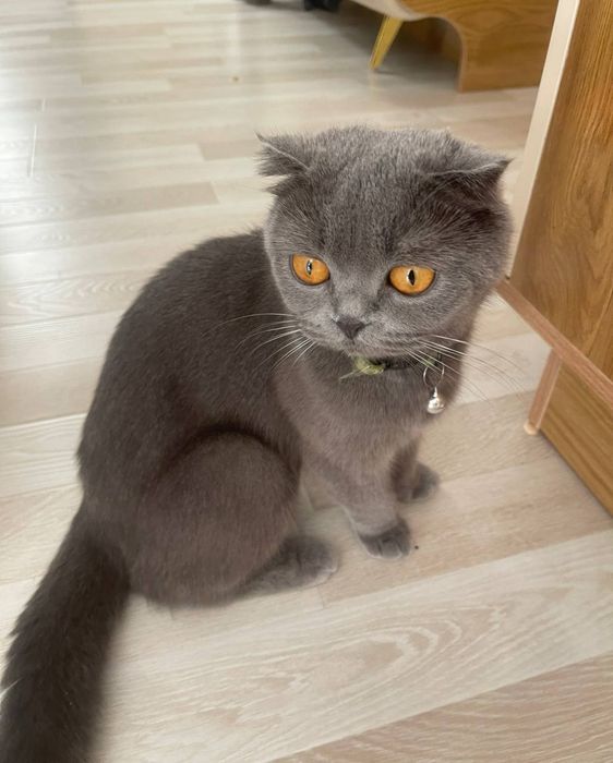 Котята британцы,мальчик и девочка и мама кошка