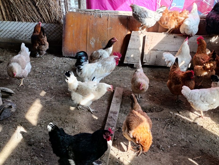 Туып тұрған тауықтар сатылады