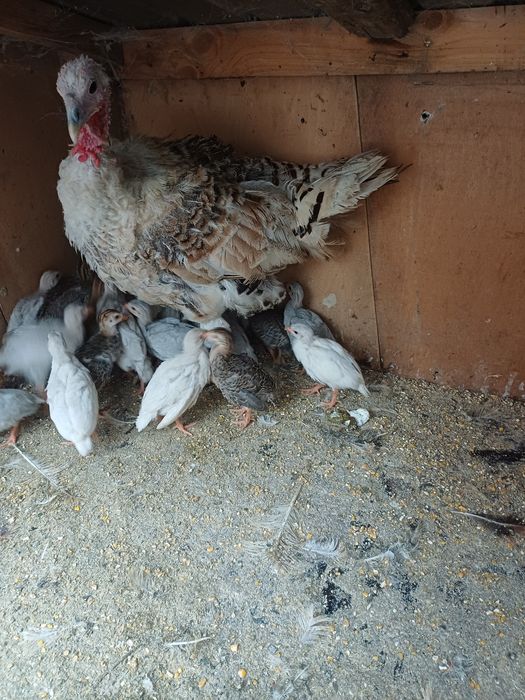 Vând pui de bibilică  patru  culori de 5 zile am 30 de pui de bibilica  frumoși și sănătoși  bibilicile sînt rasa semi  grea  bibeloi au 3-4 kg  .
