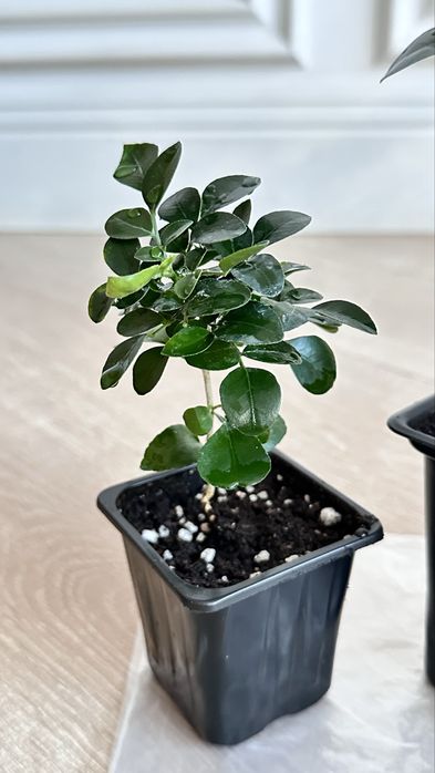 Мурайя (муррайя, японский жасмин)