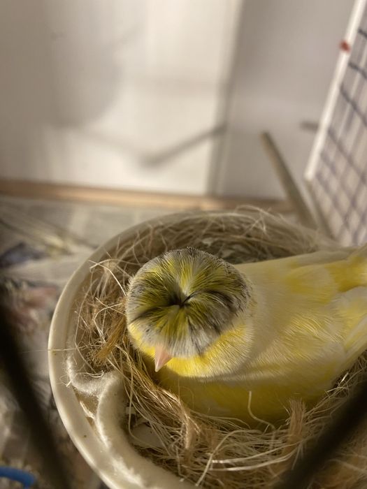 Канарчета Глостер