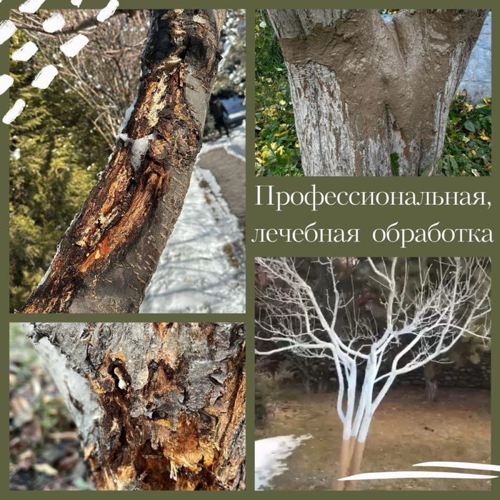 Обрезка деревьев Алматы