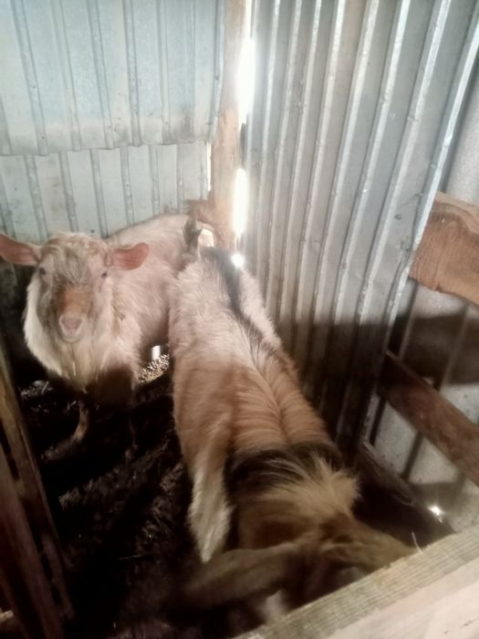 Теке теке теке теке