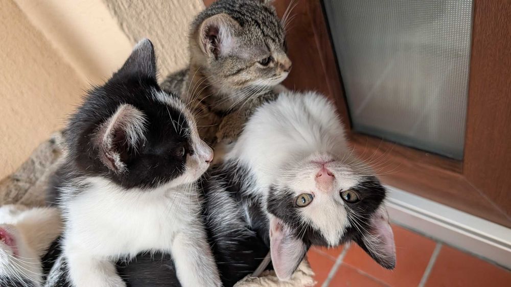 Donez niste pisicute dragute de 2 luni