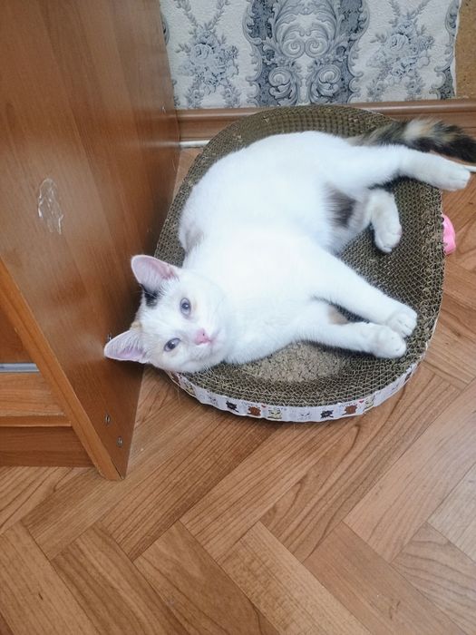 Отдам в добрые руки кошечку
