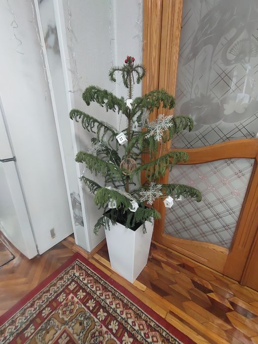 Ёлки город Ташкент