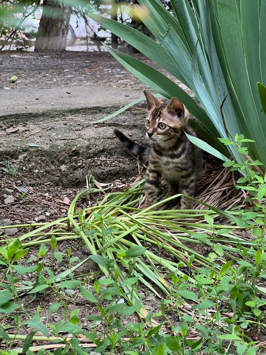 TOZA Bengal mushukcha
