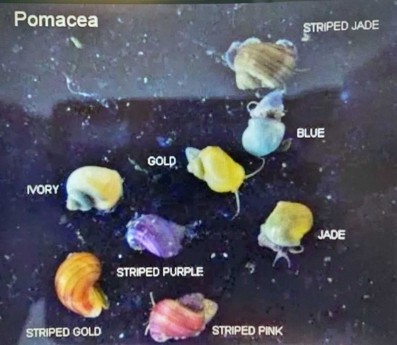 MELCI/ PLANTE - Pomaceea, Red Ramshorn, Physella Acuta, Orange Spotted