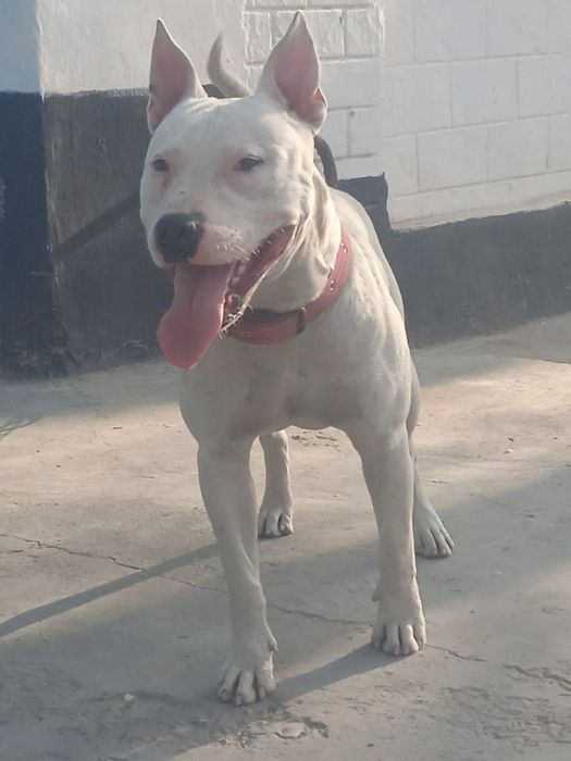 Stafa_bolalari sotiladi