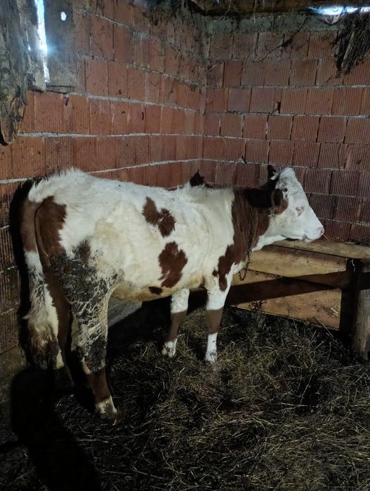 Junincă de vânzare