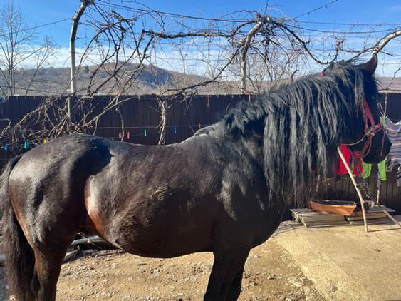 Vând armăsar vârstă 12 ani pentru mai multe detali sunati