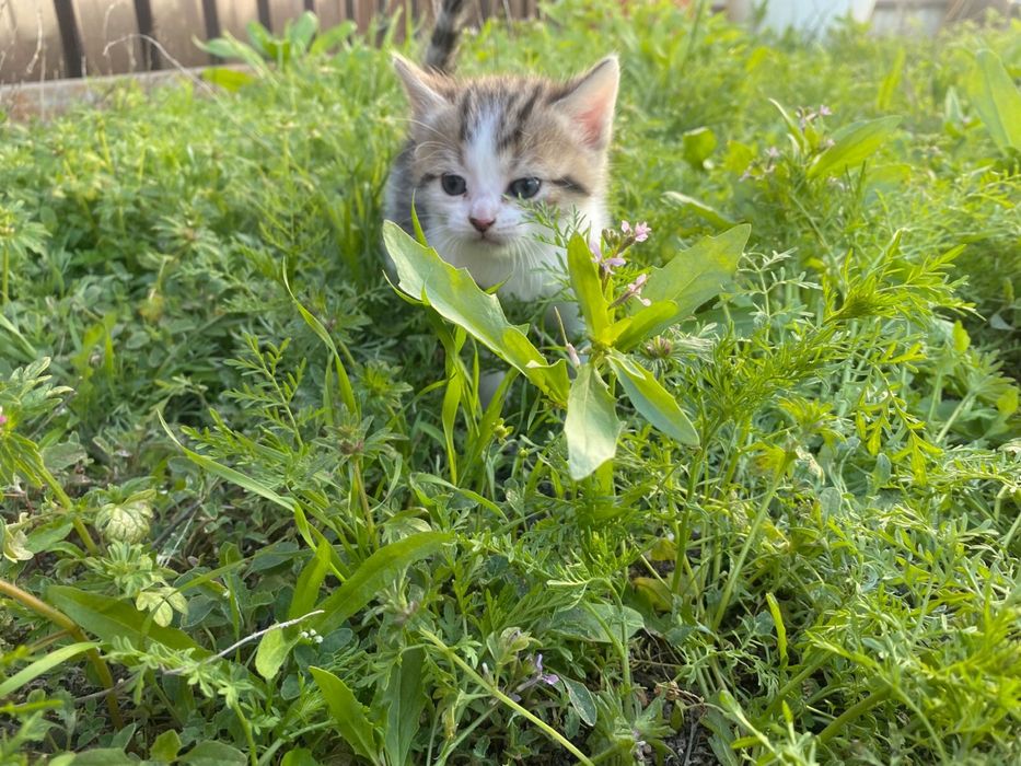 Отдам в добрые руки! г.Аксай,ЗКО
