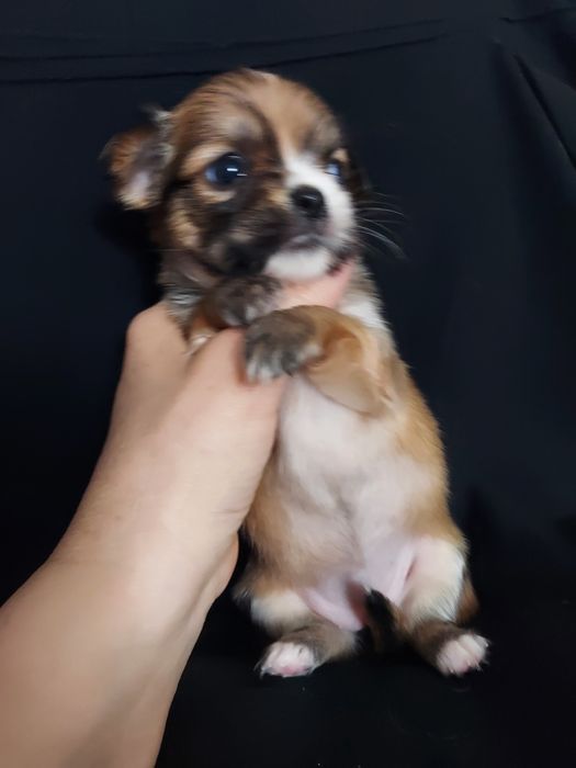 Продаю щенков чихуахуа