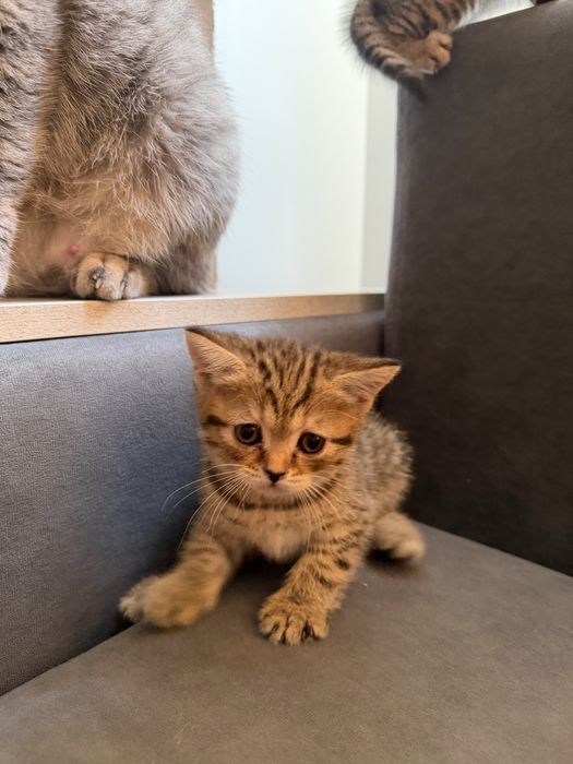 Продаем очаровательных шотландских котят!