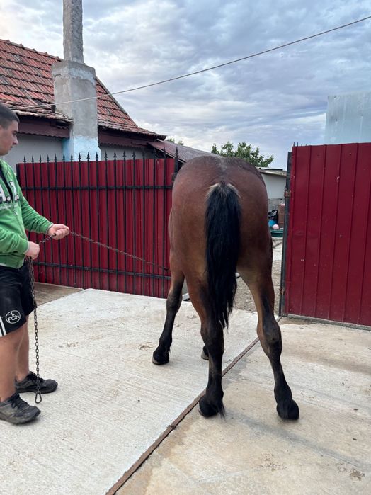 Vând mânz de 8 luni din părinți buni 4500 de lei