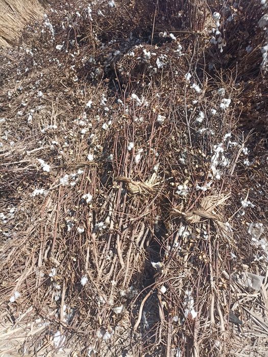 Poya sotiladi 5 000 soʻm kelishiladi