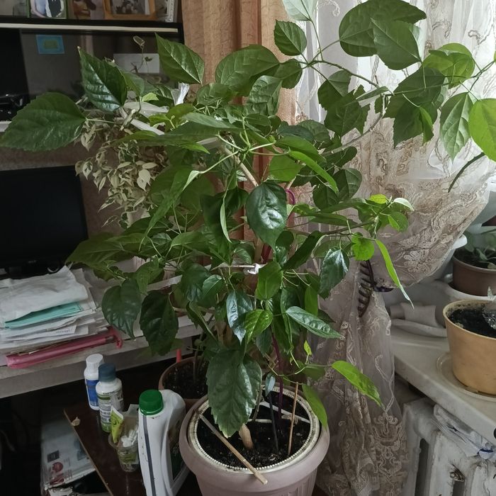 Продам фикус Бенджамина