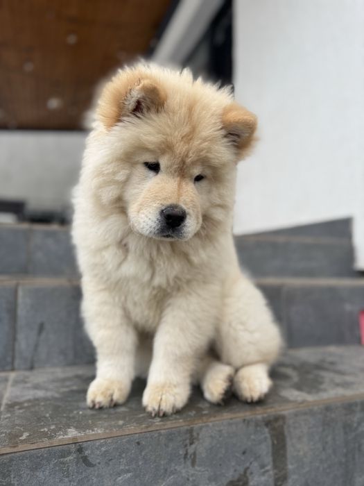 Pui Chow chow alb femela
