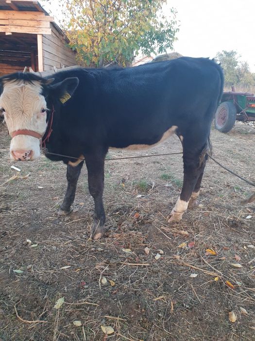 Vând vitea de 7 luni