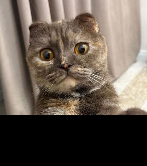 Котята скотиш фолд