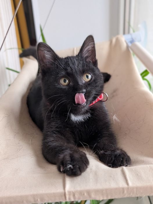 Отдам котенка в добрые и ответственные руки