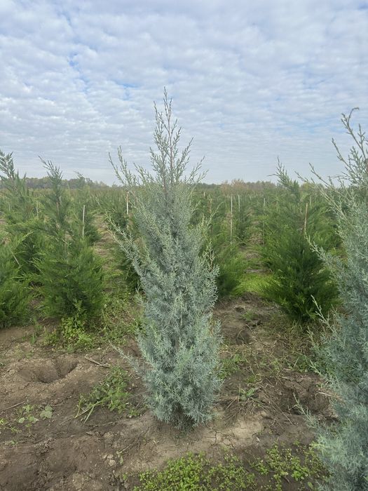 Mesteacan / leylandii gard viu