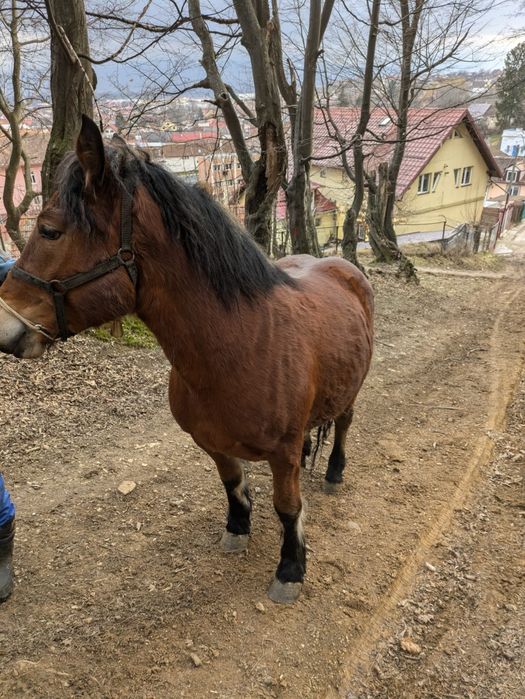 Vând mânză semigrea