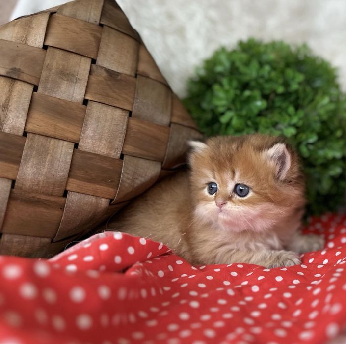 Златна чинчила -британски котенца